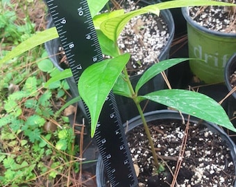 Tropical Seedling Sale!  Buy 4 Get 1 Free!  Huge Selection!