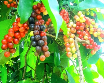 Bignay  (Antidesma Binius) Live Plant!