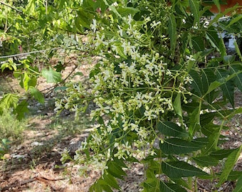 Neem - Live Seedling! - Azadirachta indica - Extremely Beneficial Tree!