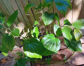 Lg Mature Plant! La Lot - Wild Betel Leaf - Vietnamese Pepper - Piper Sarmentosum