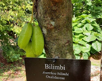 Cucumber Tree - Averrhoa bilimbi - Tropical Sour Fruit Tree Seedling 12-18"+