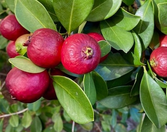 Red Strawberry Cattley Guava - Psidium cattleianum - Live Plant! - 2 Yrs Old