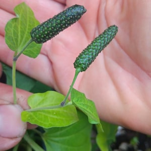 May include: Two green peppercorns on a vine with green leaves. The peppercorns are held in a hand.