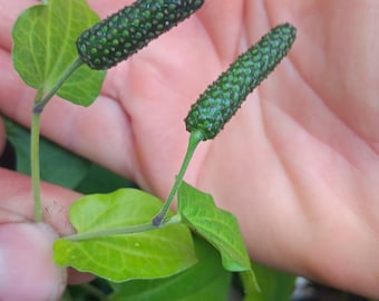 Chinese Long Pepper, Pippali (Piper Longum)
