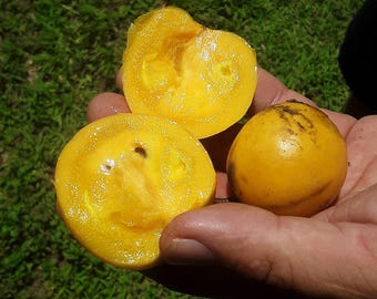 Garcinia Spicata - Garlic Fruit - Live Plant!