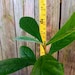 Champagne Loquat Seedling - Eriobotrya Japonica - Japanese Plum - 12 ...