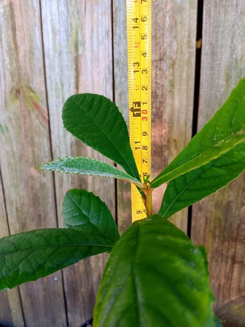 Champagne Loquat Seedling - Eriobotrya Japonica - Japanese Plum - 12 ...