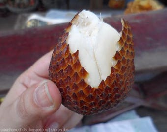 Salak, Salacca, Snakefruit Palm - Live Plant!