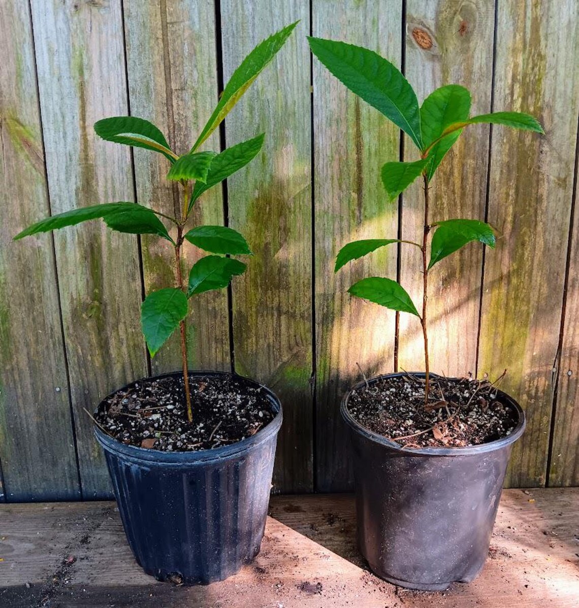 Champagne Loquat Seedling - Eriobotrya Japonica - Japanese Plum - 12 ...