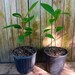 Champagne Loquat Seedling - Eriobotrya Japonica - Japanese Plum - 12 ...