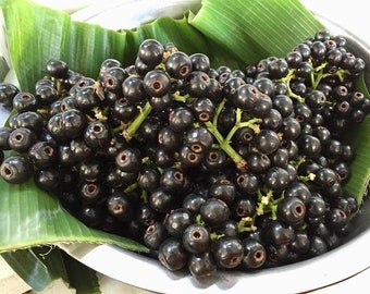 Lipote, Igot, Baligang (Syzygium curranii) Live Plant!