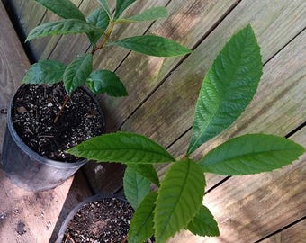 Champagne Loquat Seedling - Eriobotrya japonica - Japanese Plum - 12"+++