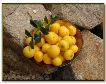 Kei Apple - Umkokola - African Apricot (Dovyalis Caffra)