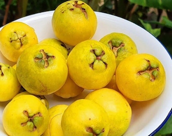 Lemon Cattley Guava - Psidium Littorale - Live Plant! - 18"++