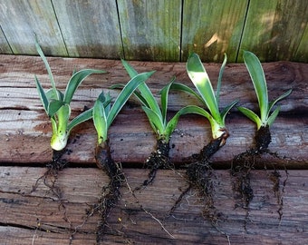 3x Caribbean Agave Well-Rooted Pups ~8"+ Angustifolia var. Marginata