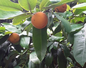 Mabolo - Velvet Apple - Diospyros discolor - Live Plant!!