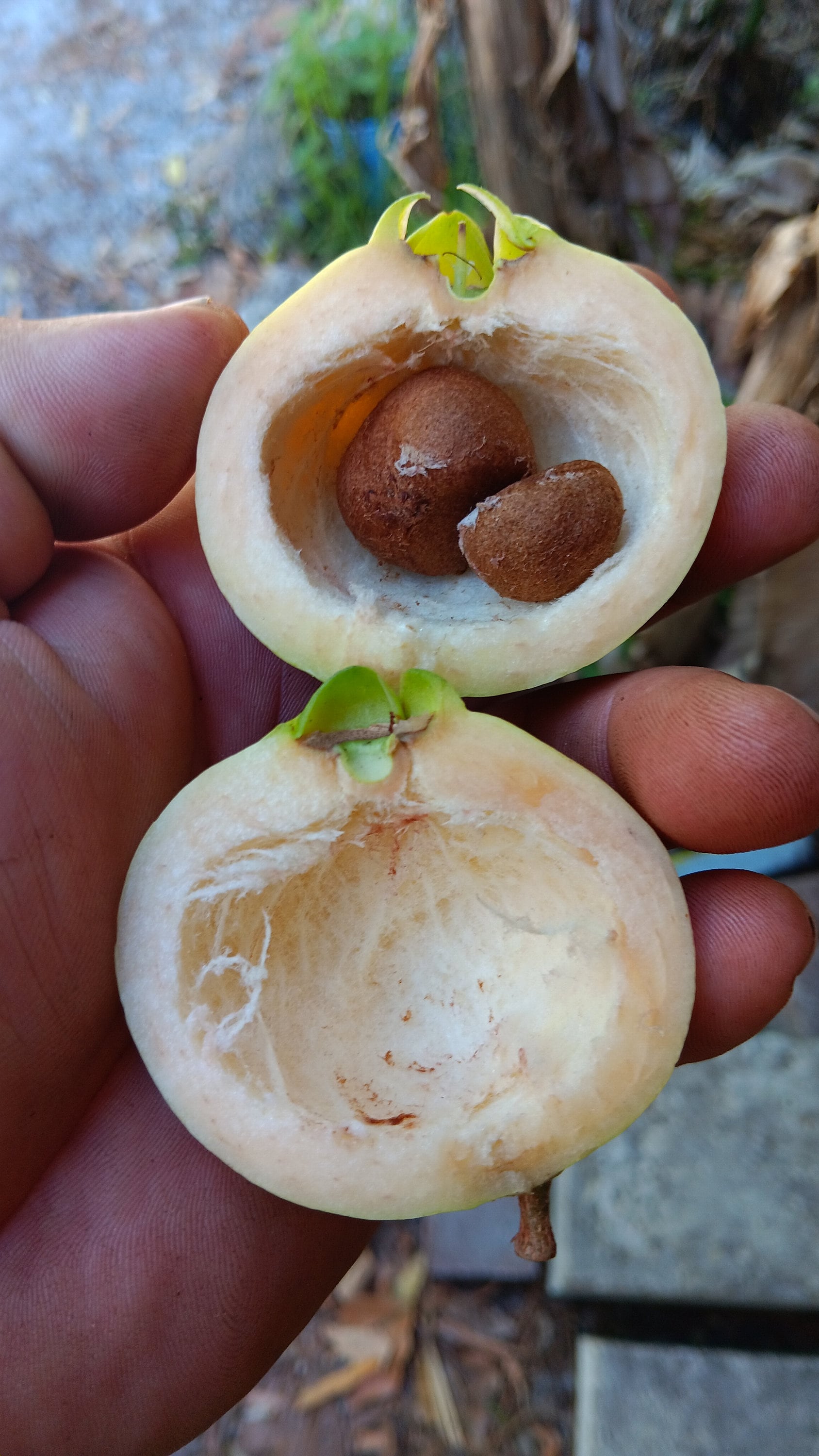 Giant Poma Rosa / Rose Apple (syzygium Jambos) Mature Rooted