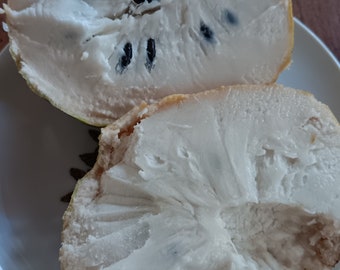 Annona Reticulata - Yellow Custard Apple - Wild Soursop - Wild Sweetsop - Live Seedling!