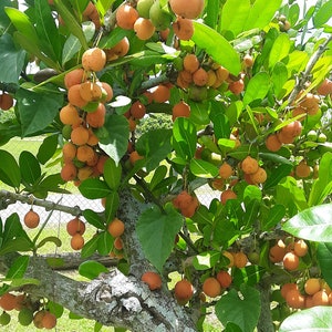 May include: A tree with numerous orange, round fruits hanging from its branches. The tree has large, green leaves and a textured, gray trunk. Some fruits are still green. The scene is outdoors with a grassy background.