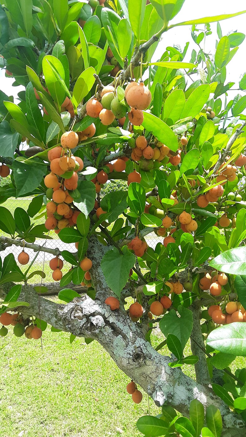 Imbe African Mangosteen Garcinia Livingstonei Live Plant image 1