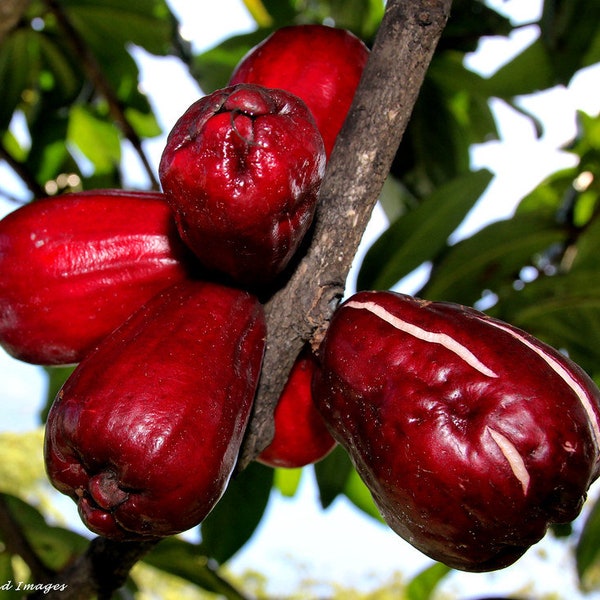 Giant Lau Lau - Red Java Pear - Syzygium megacarpa - Only 2 left!