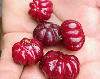 Two (2) Juicy Red Pitanga - Surinam Cherry - Eugenia Uniflora
