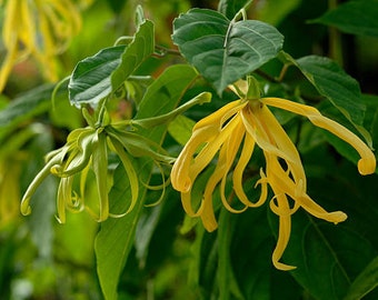 Ylang Ylang - Cananga Odorata - Chanel Tree - Live Plant! Frangrant!