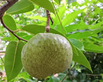 20 Seeds Annona glabra Pond Apple Freshly Harvested (Aug'24) Southwest Florida
