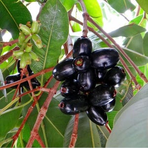 May include: Close-up of a branch of a tree with dark purple fruit and green leaves.