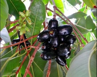 Jamun, Jambolan, Java Plum (Syzygium cumini)  Live Plant!