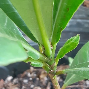 Imbe African Mangosteen Garcinia Livingstonei Live Plant image 6