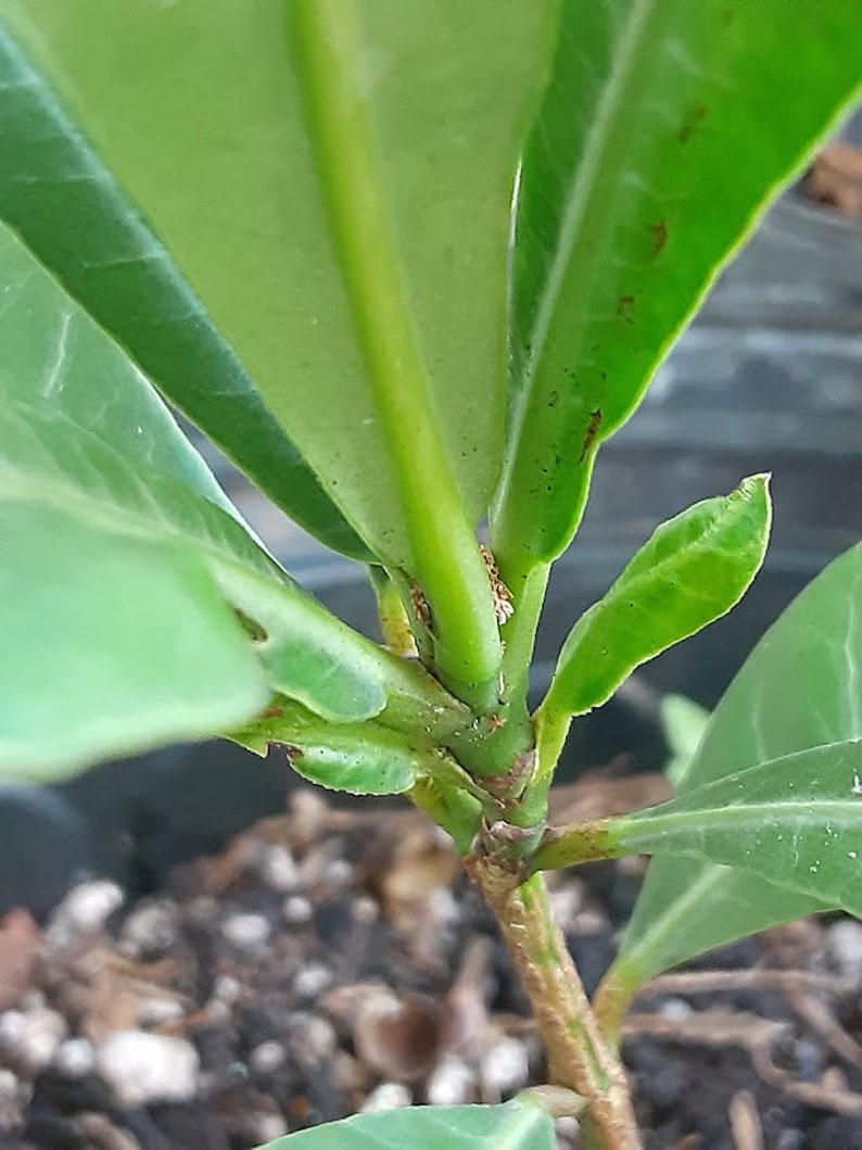 Imbe African Mangosteen Garcinia Livingstonei Live Plant image 6