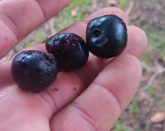 Rare Belizean Blackberry (Syzygium Sp.) - Live Plant!