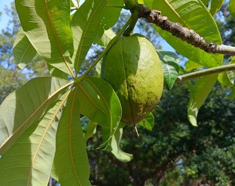 French Peanut (Pachira Glabra)   - Live Tree!