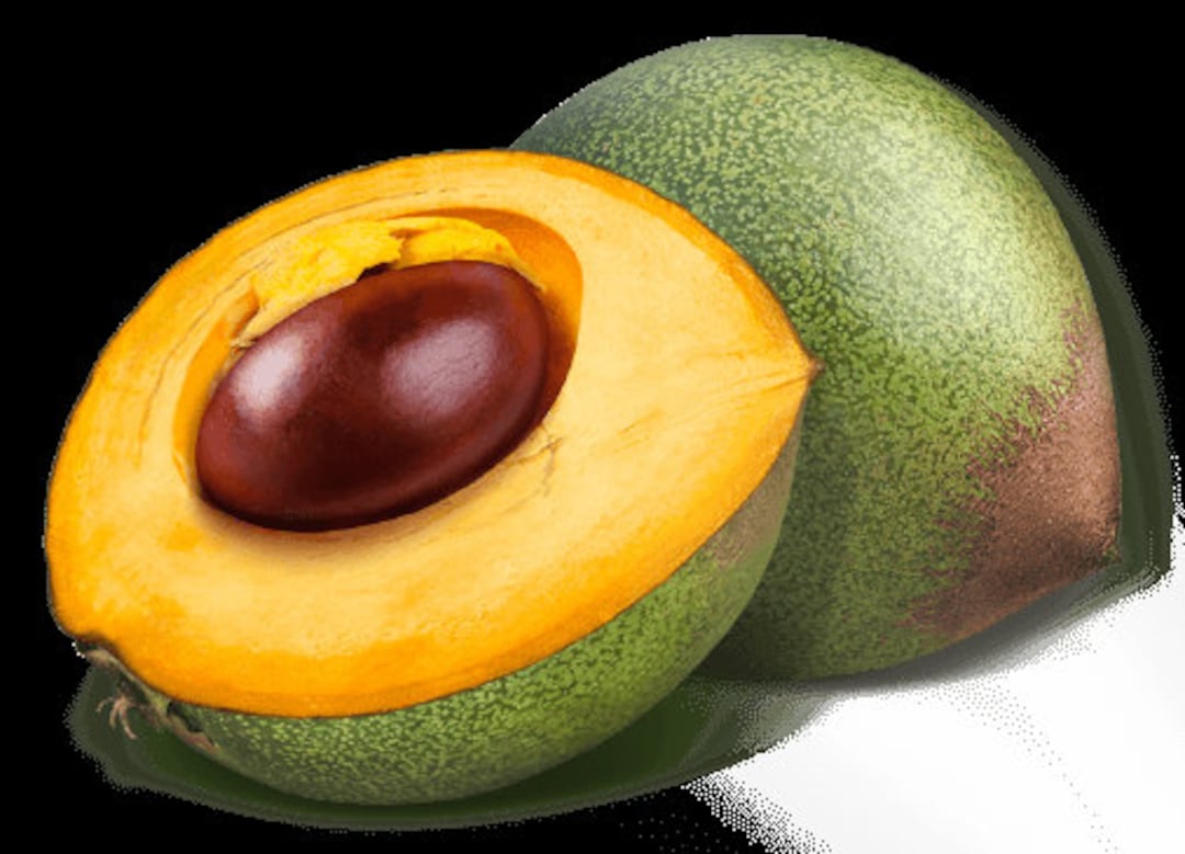 Pouteria Lucuma Lúcuma Obovata Rare Live Plant Etsy