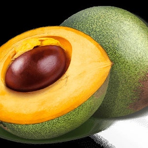 Pouteria lucuma - Lúcuma obovata - Rare Live Plant