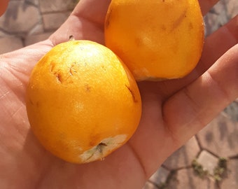 Peluche Loquat - Largest in the World! - Huge Juicy and Sweet!