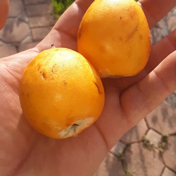 Peluche Loquat - Largest in the World! - Huge Juicy and Sweet!