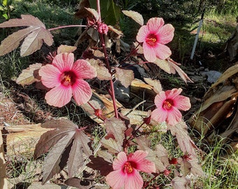 4 Starts - Cranberry Hibiscus - False Roselle - Hibiscus Acetosella