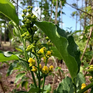 Peanut Butter Fruit - Bunchosia glandulifera - Live seedling!!