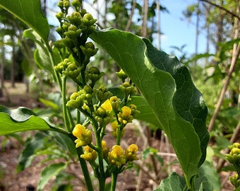 Peanut Butter Fruit - Bunchosia Argentea