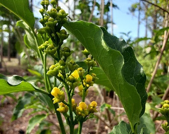 Peanut Butter Fruit - Bunchosia glandulifera - Live seedling!!