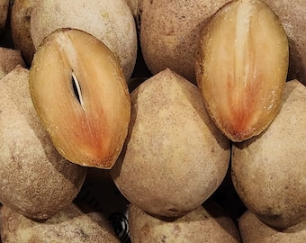 Morena Sapodilla Nispero - Live Plant!
