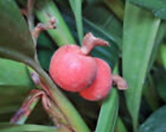 Sha Ren - Amomum VIllosum / Wurfbainia villosa - Chinese Herb & Spice - Live Plant!