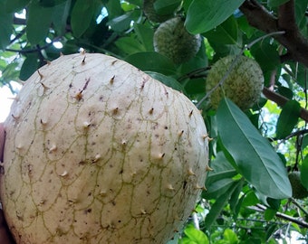 The Freshest Mountain Soursop  Seeds- Annona Montana  12 Seeds!