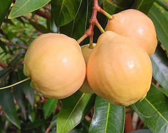 Multi-pot Giant Rose Apple Seedlings (Syzygium Jambos)  Live Plants!