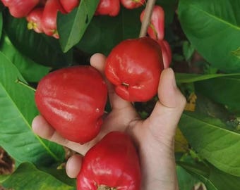 Spring 2026 Seedling Sale!  Buy 4 Get 1 Free!
