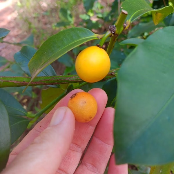 Lemon Drop Mangosteen - Garcinia intermedia - Camias - Delicious and Prolific!