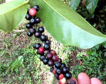 Bignay (Antidesma bunius) - Live Plant!