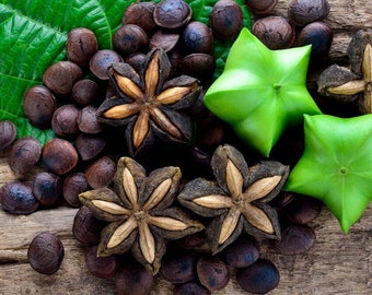Inca Nut, Sacha inchi (Plukenetia Volubilis) Live Plant!